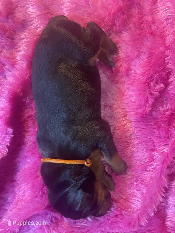 Orange collar – Doberman Pinscher puppy for sale in Palestine, TX