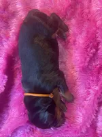Orange collar, a female Doberman Pinscher for sale in Palestine, TX – 1 of 1