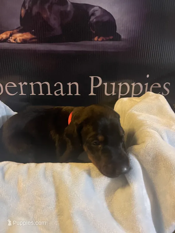 Red Collar – Doberman Pinscher puppy for sale in Palestine, TX