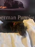 Red Collar, a male Doberman Pinscher for sale in Palestine, TX – 3 of 3