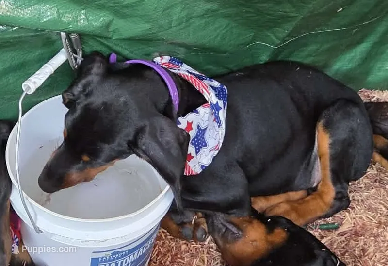 Purple Collar – Doberman Pinscher puppy for sale in Palestine, TX