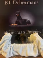 Dark green, a male Doberman Pinscher for sale in Palestine, TX – 1 of 2