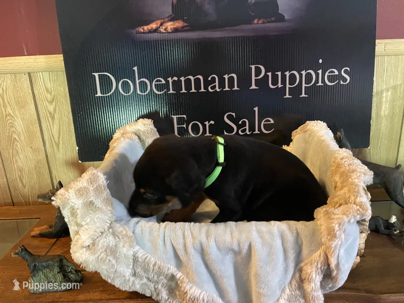 Lime green – Doberman Pinscher puppy for sale in Palestine, TX