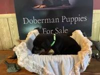 Lime green, a male Doberman Pinscher for sale in Palestine, TX – 1 of 4