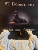 Pink collar, a female Doberman Pinscher for sale in Palestine, TX – 4 of 4