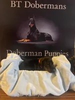 Red Collar, a male Doberman Pinscher for sale in Palestine, TX – 2 of 3