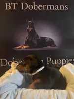 Tan  Collar, a male Doberman Pinscher for sale in Palestine, TX – 2 of 3