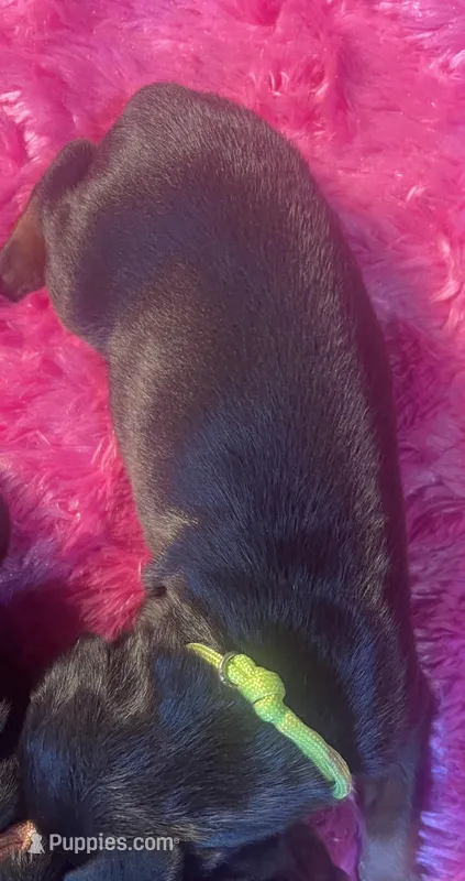 Lime green – Doberman Pinscher puppy for sale in Palestine, TX