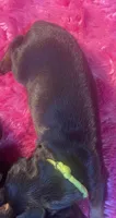 Lime green, a male Doberman Pinscher for sale in Palestine, TX – 1 of 1