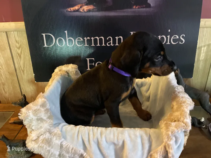 Purple Collar – Doberman Pinscher puppy for sale in Palestine, TX