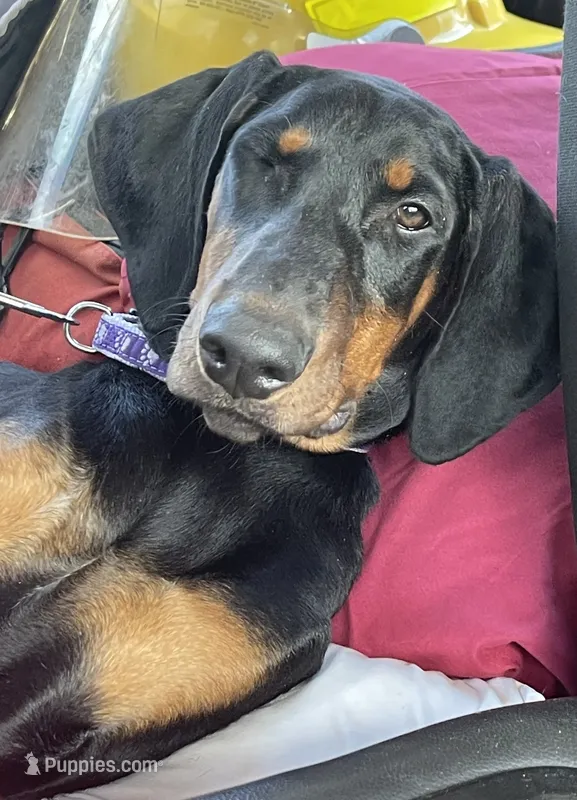 Bella – Doberman Pinscher puppy for sale in Palestine, TX
