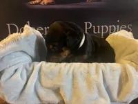 Tan  Collar, a male Doberman Pinscher for sale in Palestine, TX – 3 of 3