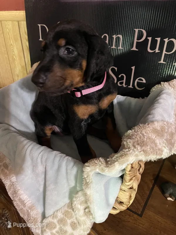 Pink collar – Doberman Pinscher puppy for sale in Palestine, TX