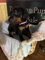 Pink collar, a female Doberman Pinscher for sale in Palestine, TX – 1 of 4