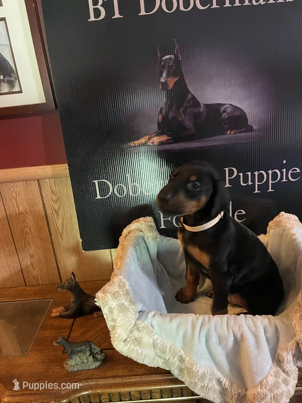 Tan  Collar – Doberman Pinscher puppy for sale in Palestine, TX