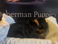 Brown collar, a male Doberman Pinscher for sale in Palestine, TX – 2 of 2