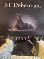 Purple Collar, a female Doberman Pinscher for sale in Palestine, TX – 4 of 4