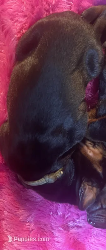 Hunter green – Doberman Pinscher puppy for sale in Palestine, TX