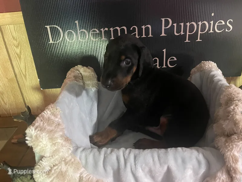 Red Collar – Doberman Pinscher puppy for sale in Palestine, TX