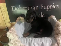 Red Collar, a male Doberman Pinscher for sale in Palestine, TX – 1 of 3