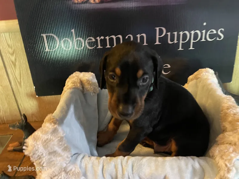 Dark green – Doberman Pinscher puppy for sale in Palestine, TX