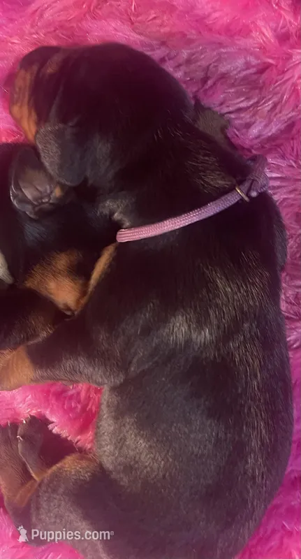 Purple Collar – Doberman Pinscher puppy for sale in Palestine, TX