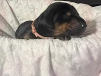 Pink collar, a female Doberman Pinscher for sale in Palestine, TX – Photo 2 of 2