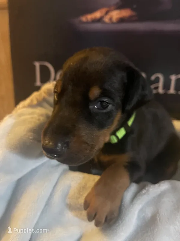 Lime green – Doberman Pinscher puppy for sale in Palestine, TX
