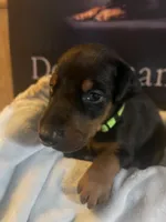 Lime green, a male Doberman Pinscher for sale in Palestine, TX – 3 of 4