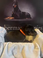 Orange collar, a female Doberman Pinscher for sale in Palestine, TX – 2 of 2