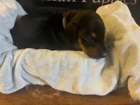 Dark green, a male Doberman Pinscher for sale in Palestine, TX – 2 of 2