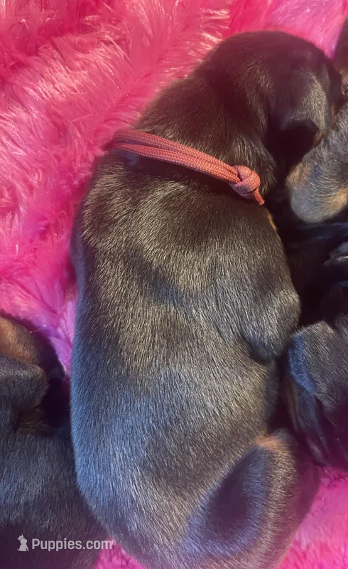 Maroon  Collar – Doberman Pinscher puppy for sale in Palestine, TX