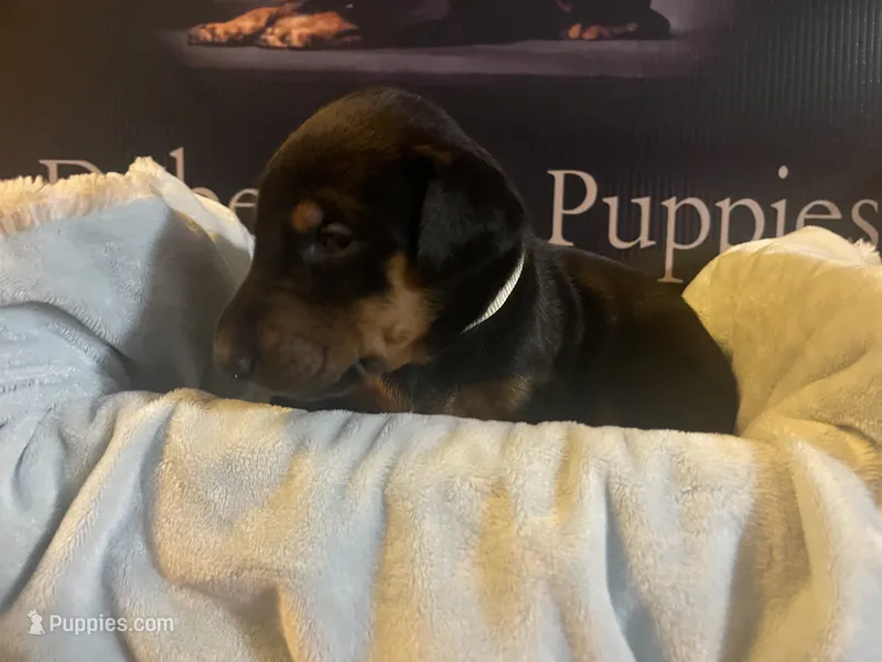Tan  Collar – Doberman Pinscher puppy for sale in Palestine, TX