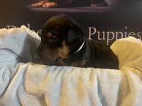 Tan  Collar, a male Doberman Pinscher for sale in Palestine, TX – 1 of 3