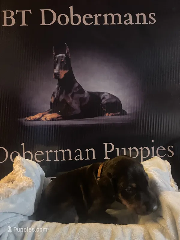 Brown collar – Doberman Pinscher puppy for sale in Palestine, TX