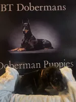 Brown collar, a male Doberman Pinscher for sale in Palestine, TX – 1 of 2