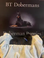 Royal Blue collar, a male Doberman Pinscher for sale in Palestine, TX – 2 of 3
