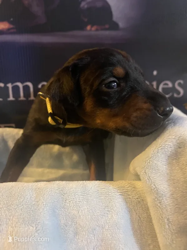 Yellow collar – Doberman Pinscher puppy for sale in Palestine, TX