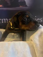 Yellow collar, a female Doberman Pinscher for sale in Palestine, TX – 1 of 2