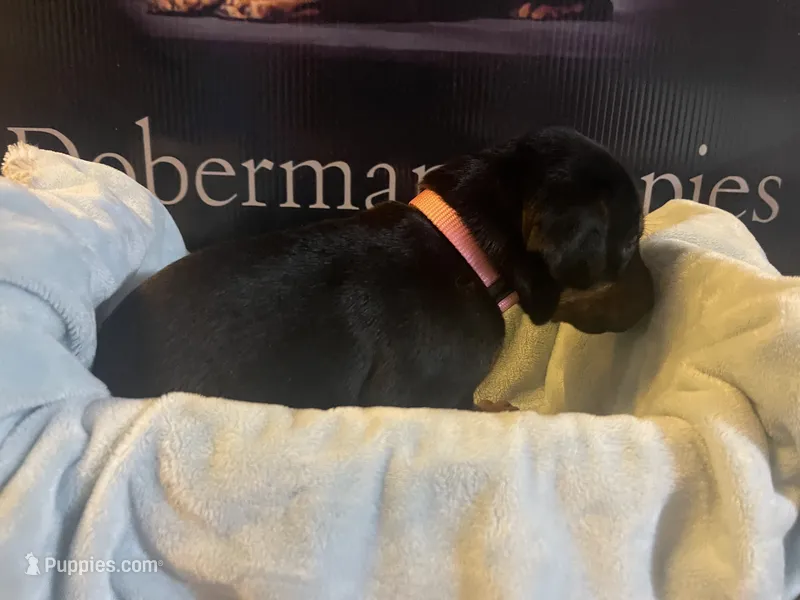 Pink collar – Doberman Pinscher puppy for sale in Palestine, TX