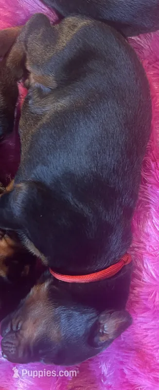 Red Collar – Doberman Pinscher puppy for sale in Palestine, TX