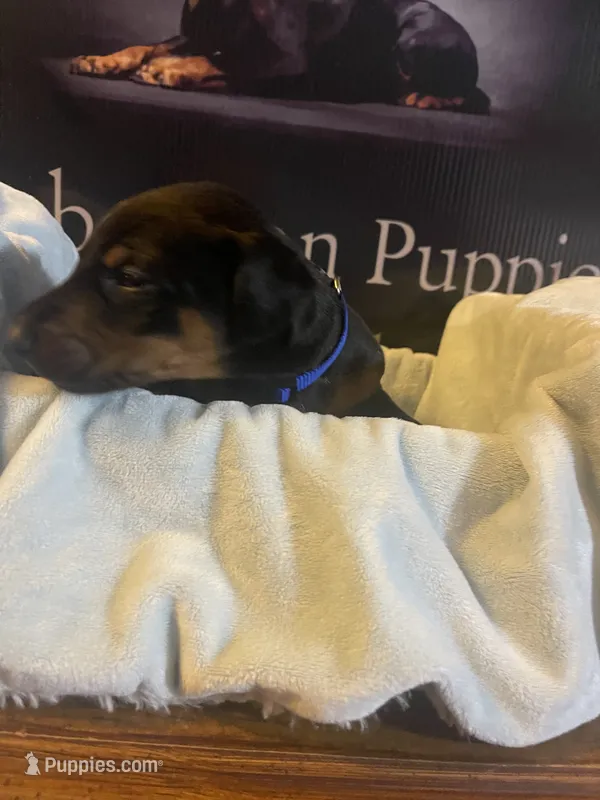 Royal Blue collar – Doberman Pinscher puppy for sale in Palestine, TX