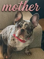 Roxy, a female French Bulldog for sale in Selma, IN – 7 of 7