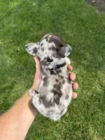 Lola, a female French Bulldog for sale in Selma, IN – 4 of 10