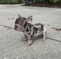 Lola, a female French Bulldog for sale in Selma, IN – 2 of 10