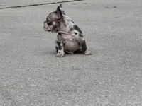 Duke, a male French Bulldog for sale in Selma, IN – 5 of 7