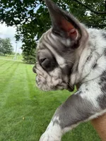 Duke, a male French Bulldog for sale in Selma, IN – 4 of 7