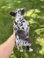 Roxy, a female French Bulldog for sale in Selma, IN – 2 of 7