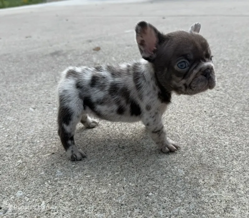 Lola – French Bulldog puppy for sale in Selma, IN