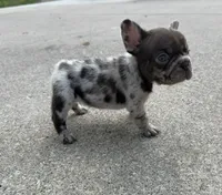 Lola, a female French Bulldog for sale in Selma, IN – 1 of 10